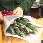 チューリップ栽培ピーク　クリスマスギフトに　富山(2021年12月11日)