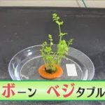 実験気分で家計も節約！野菜再生「リボベジ」の魅力(2021年12月14日)