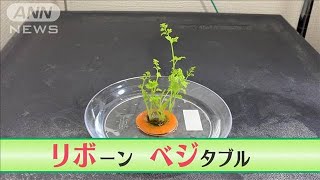 実験気分で家計も節約！野菜再生「リボベジ」の魅力(2021年12月14日)