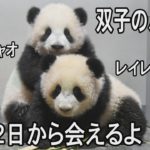 シャオシャオとレイレイに1月12日から会えるよ！