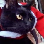 「黒の助バス」がクリスマスラッピング