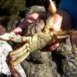 自然の恵み　高知でツガニが旬