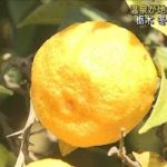 冬至の「ゆず湯」用ユズ収穫　小ぶりでも香り最高(2021年12月11日)