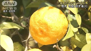 冬至の「ゆず湯」用ユズ収穫　小ぶりでも香り最高(2021年12月11日)