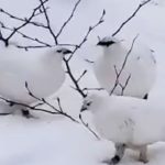 新入りライチョウ、無事溶け込む　那須どうぶつ王国