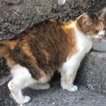 駅前や美術館で「ニャー」 ふらり現れ愛されて、猫たちが幸せ運ぶ
