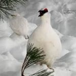 ライチョウ復活へ、園内で育てた野生の雄を交換　長野と栃木の動物園