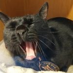 黒猫「黒の助」　美術館の「お庭番頭」として働く