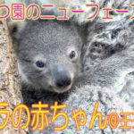 どうぶつ園のニューフェース　コアラの赤ちゃん＠王子動物園
