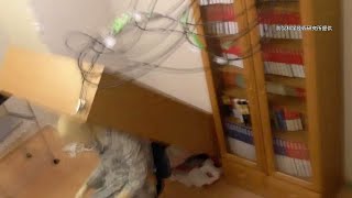 リモートワーク時に震度7　襲いかかる本棚、世界最大規模施設で実験