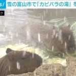 大雪のなか“野菜風呂”？！　「お風呂の日」前にカピバラ入浴　富山(2022年2月5日)