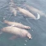 日本最北端の小島にトド大集結　北海道宗谷岬