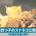 四つ子のスナネコ公開 「砂漠の天使」、神戸