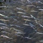 川を埋め尽くすイワシの大群　こつ然と現れた理由とは