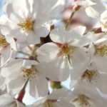 兵庫・夙川で輝く「桜並木」