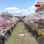 色とりどりの桜が見頃 東京・昭和記念公園