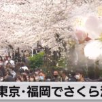 東京･福岡でさくら満開（2022年3月27日）