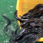 データセンターの熱と雪解け水でウナギ養殖　北海道で実験始まる