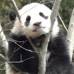 上野動物園の双子パンダ、木の上でスヤスヤ　報道陣に公開