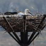 渡良瀬遊水地のコウノトリ抱卵始まる　３年連続の自然繁殖へ