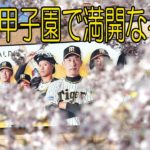 虎　甲子園で満開なるか
