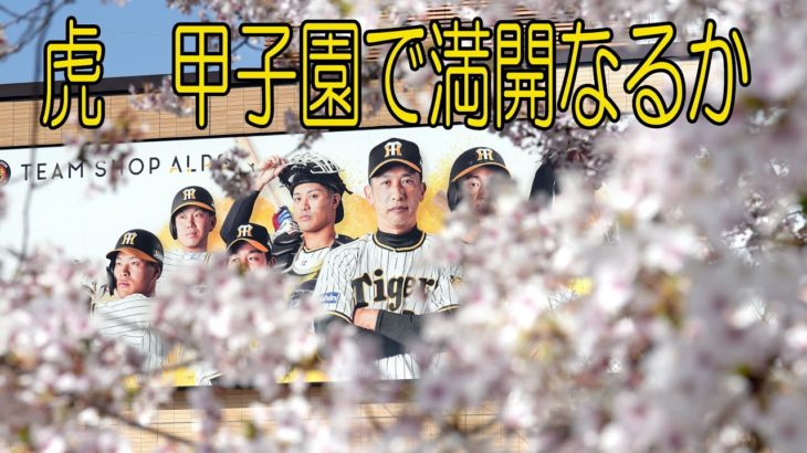 虎　甲子園で満開なるか