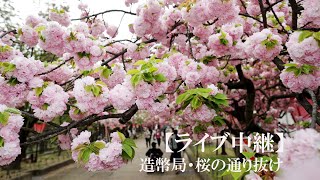 【ノーカット動画】３年ぶりの造幣局・桜の通り抜けをライブ中継