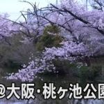 【Live】夜桜＠大阪・桃ヶ池公園
