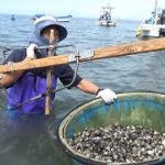 ２カ月ぶりの出荷再開に向けてアサリ漁が再開された　熊本