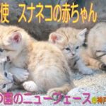 どうぶつ園のニューフェース　スナネコの赤ちゃん＠神戸どうぶつ王国