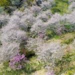 「長湯温泉しだれ桜の里」がオープン