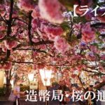 【ノーカット動画】３年ぶりの造幣局・夜の桜の通り抜けをライブ中継