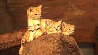 名前が決まったスナネコの子３匹＝那須どうぶつ王国提供