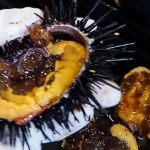 黄金色の身ぎっしり　今季のウニ漁始まる　漁獲量本州一の岩手県洋野町