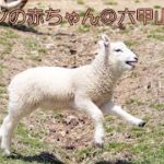 どうぶつ園のニューフェース　六甲山牧場のヒツジの赤ちゃん