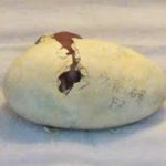 【孵化の瞬間】ウミウの卵、3年ぶりに人工孵化　京都・宇治川の鵜飼