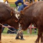 東北地方で唯一の闘牛「平庭闘牛大会」が初開催から４０年目を迎えた