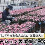 「母の日」カーネーションの出荷ピーク
