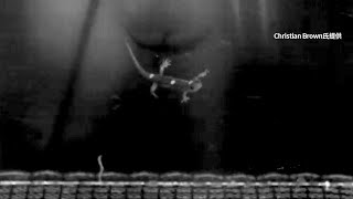 空飛ぶサンショウウオ　滑空姿はまるでスカイダイビング