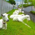 除草のメェ～人芸「山羊さん除草隊」活躍中