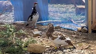 ライチョウ春の繁殖へ同居開始