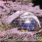 グランピング×桜 茨城県土浦市 【JNN sakuraドローンDIG】