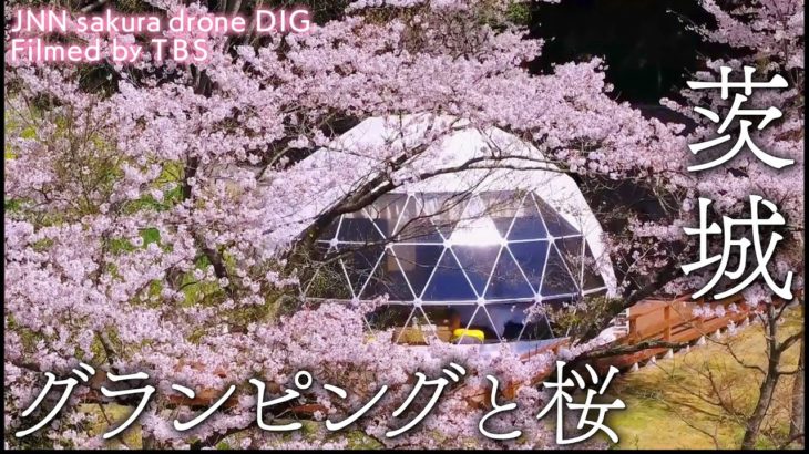グランピング×桜 茨城県土浦市 【JNN sakuraドローンDIG】