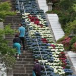 「昇鯉」でコロナに勝利　アジサイに願い込め