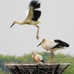 コウノトリのヒナ2羽に命名　巣立ちもうすぐ