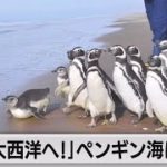 南米アルゼンチンで保護ペンギンが生息地に帰る…気候変動などによる健康被害から復活！（2022年6月17日）