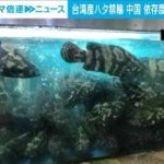 中国が台湾産ハタを禁輸　依存度高い品目狙い撃ちか(2022年6月14日)
