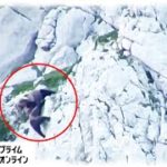 オスとメス クマ2頭が大格闘　もみ合った末…崖から落下