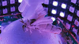 ムシもハマる没入感「昆虫用VR」登場　出会い求めてさまようカイコ