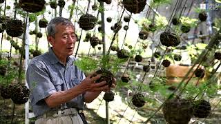 つりしのぶの出荷最盛期